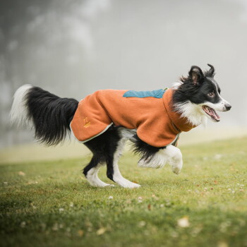 Schwarz-weißer Border Collie, der einen orangefarbenen Hundemantel trägt und auf Gras in der Nähe eines Baumes in einem nebligen Park läuft.