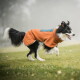 Schwarz-weißer Border Collie, der einen orangefarbenen Hundemantel trägt und auf Gras in der Nähe eines Baumes in einem nebligen Park läuft.