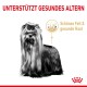 Ein stilvoller Hund mit langem Haar und einer Schleife, begleitet von dem Text "UNTERSTÜTZT GESUNDES ALTERN" und "Schönes Fell & gesunde Haut."