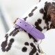 Eine Nahaufnahme des Halses eines gefleckten Hundes mit einem stilvollen lila Lederhalsband mit einer goldenen Schnalle und dem Text "WILLIAM & WALKER."