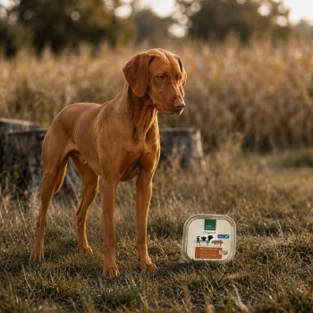 Brauner Hund steht auf einer Wiese neben einer Schale mit Hundefutterverpackung, beschriftet mit 'Original'. – KI-generiert