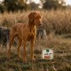 Brauner Hund steht auf einer Wiese neben einer Schale mit Hundefutterverpackung, beschriftet mit 'Original'.