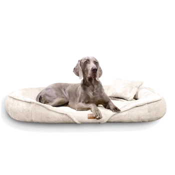 Ein grauer Weimaraner-Hund, der auf einem plüschigen, cremefarbenen Haustierbett mit einem kleinen passenden Kissen entspannt.
