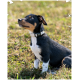 Ein kleiner schwarz-brauner Hund sitzt auf Gras und schaut aufmerksam nach oben. Er trägt ein helles Halsband mit einer silbernen Schnalle.