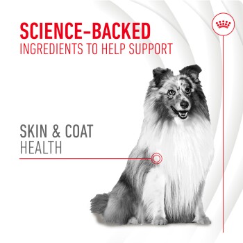 Science-backed ingredients for skin and coat health, featuring a collie dog with a focus on its fur and health benefits.