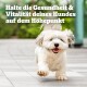 Ein glücklicher, flauschiger weißer Hund läuft auf einem gepflasterten Weg, mit dem Text "Halte die Gesundheit & Vitalität deines Hundes auf dem Höhepunkt" in Fettdruck darüber.