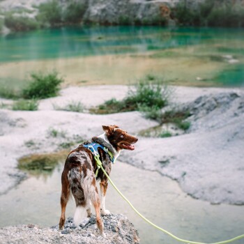 Ein brauner und weißer Hund, der ein blaues Geschirr trägt, steht auf einem felsigen Vorsprung und blickt zurück auf einen ruhigen türkisfarbenen Teich, umgeben von Grün.