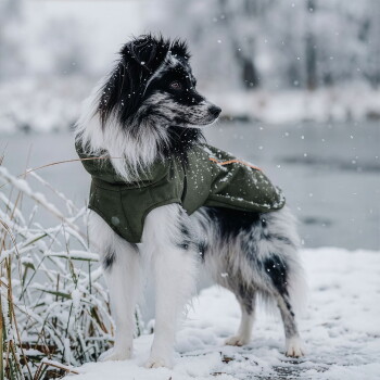 Ein mittelgroßer Hund mit gestromtem Fell trägt eine stilvolle olivgrüne Regenjacke mit orangefarbenen Akzenten und steht vor einem weißen Hintergrund.