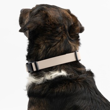 Nahaufnahme eines braun-schwarzen Hundes, der ein beiges verstellbares Halsband mit schwarzer Schnalle trägt.