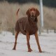 Ein brauner Hund, der einen gemütlichen, übergroßen braunen Hoodie trägt, steht an einem sandigen Strand, umgeben von hohem Gras und einem verschwommenen Hintergrund.