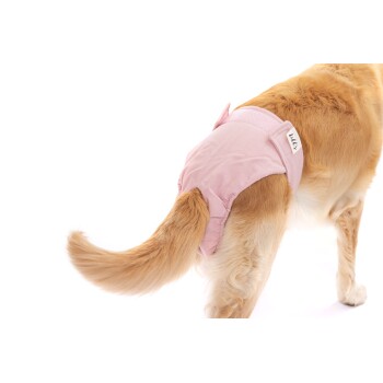Ein Golden Retriever, der eine rosa Hundewindel trägt, wobei sein flauschiger Schwanz und die Hinterbeine zu sehen sind, mit einem Etikett, das 'Lulu' beschriftet ist.