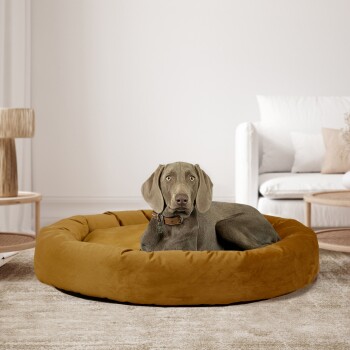 Ein gemütliches, rundes Hundebett in warmem Senfton mit einem Hund, der bequem darauf ruht, in einem modernen Wohnzimmer.