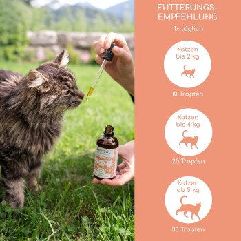 Eine Person gibt einem neugierigen Kater draußen Lachsöl, mit einer sichtbaren Flasche, die "Lachsöl" beschriftet ist und Dosierungsanweisungen enthält.