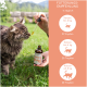 Eine Person gibt einem neugierigen Kater draußen Lachsöl, mit einer sichtbaren Flasche, die "Lachsöl" beschriftet ist und Dosierungsanweisungen enthält.
