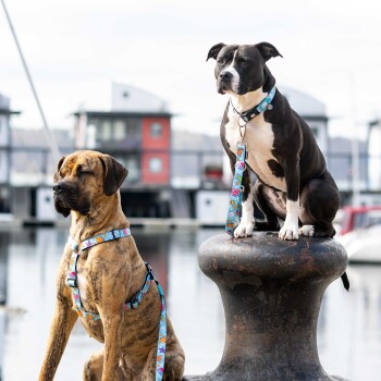 Zwei Hunde tragen bunte blaue Halsbänder und Geschirre am Wasser, einer sitzt auf einem großen Metallpfosten.