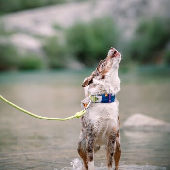 Ein verspielter Hund mit einem braun-weißen Fell steht im flachen Wasser, schaut nach oben und bellt, während er ein blaues Geschirr und eine grüne Leine trägt.