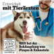 Lächelnder Husky mit Heterochromie wird von einem Tierarzt untersucht, Text auf Deutsch über Plaque- und Zahnstein-Kontrolle.