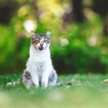 Hundefutterkibble in einem Haufen, mit einer Nahaufnahme, die drei quadratische Stücke mit den Maßen 11,5 mm x 11,5 mm zeigt.