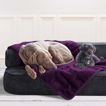 Ein grauer Weimaraner schläft auf einem schwarzen Sofa, das mit einer lila Decke bedeckt ist, neben einem kleinen schwarzen Pudel, der aufrecht sitzt.