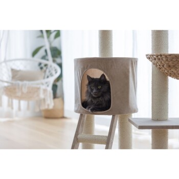 Een fluffy zwarte kat kijkt uit een gezellige beige kattenhol op een kattenboom, met een krabpaal en een hangmand in de buurt.