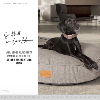 Ein schwarzer Hund auf einem grauen Bett mit einem braunen Halsband. Der Text lautet: "So stilvoll wie Dein Zuhause" und "WEIL JEDES HUNDEBETT TEIL DEINER EINRICHTUNG WIRD."