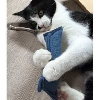 Schwarz-weiße Katze auf dem Boden hält ein blaues Stoffspielzeug, Pfoten und rosa Nase sichtbar.