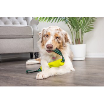 Een hond die op een houten vloer ligt, met een felgele speeltje in zijn poten, met een gezellige grijze bank en een kamerplant op de achtergrond.