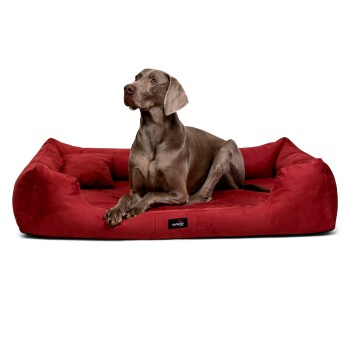 Ein grauer Hund liegt auf einem plüschigen roten Haustierbett und schaut aufmerksam zur Seite, mit einem kleinen schwarzen Anhänger auf dem Bett.