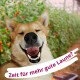 Un chien souriant avec les yeux fermés devant des plantes vertes floues et des fruits rouges, avec le texte "Zeit für mehr gute Laune ?" en blanc et violet.