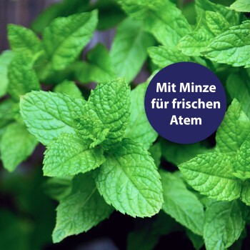 Frische grüne Minzblätter mit einem kreisförmigen Textüberlagerung, der 'Mit Minze für frischen Atem' liest.