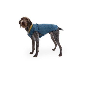 Ein brauner und grauer Hund trägt eine blaue gesteppte Jacke mit einem gelben Kragen und steht vor einem weißen Hintergrund.
