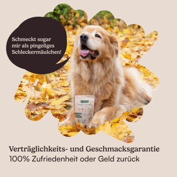 Ein Golden Retriever sitzt auf Herbstblättern mit "HUNDEHAPPEN" Leckerlis und lächelt. Textblase: "Lecker sogar für wählerische Esser!"