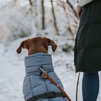 Ein brauner Hund in einer grauen Steppjacke steht auf einem verschneiten Weg und schaut von der Kamera weg zu einer Person in einem schwarzen Mantel.