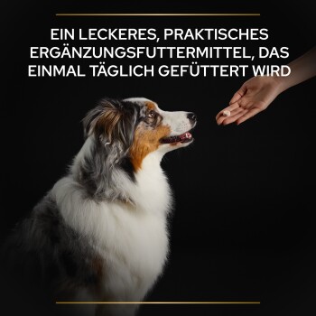Eine Nahaufnahme eines glücklichen Australian Shepherds, der eine Hand ansieht, die ein Leckerli anbietet, mit dem Text, der besagt, dass es sich um ein tägliches Supplement handelt.