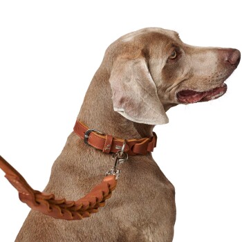Nahaufnahme eines hellbraunen Hundes, der ein braunes Lederhalsband und eine Leine trägt, wobei sein Profil vor einem weißen Hintergrund zu sehen ist.