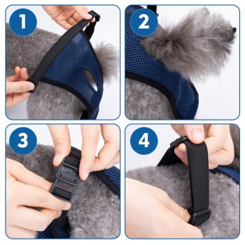 Anleitung zum Anpassen eines blauen Netzgeschirrs an einen flauschigen grauen Hund: Riemen anpassen, Geschirr sichern und Schnallen schließen.