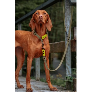 Ein brauner Hund steht auf einer Holzbrücke und trägt ein beiges Geschirr mit einem leuchtend gelben Anhang und einer passenden Leine.