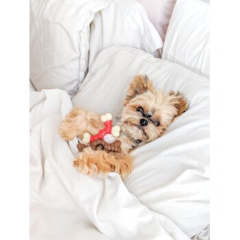 Ein kleiner, flauschiger Hund liegt bequem auf weißer Bettwäsche und hält ein buntes Kauspielzeug mit einer roten Schleife und einem Knochen.