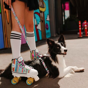 Schwarz-weißer Border Collie liegt auf dem Pflaster neben einer Person mit gestreiften Rollschuhen und knielangen Socken.