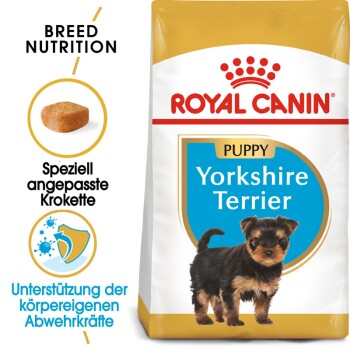 Yorkshire Terrier Puppy 1,5 kg