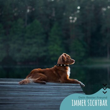 Ein brauner Hund mit einem schwarzen Halsband ruht auf einem Holzsteg am See, umgeben von Bäumen. Text lautet 'Dein Bester Freund Immer Sichtbar.'