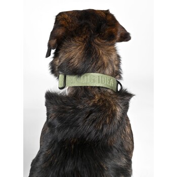 Eine Nahaufnahme des Rückens eines Hundes, der ein grünes Halsband mit dem deutlich sichtbaren Text 'DOG DAD' trägt.