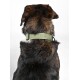 Eine Nahaufnahme des Rückens eines Hundes, der ein grünes Halsband mit dem deutlich sichtbaren Text 'DOG DAD' trägt.