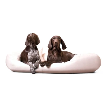 Zwei braune Hunde, einer mit weiß gesprenkelter Brust, liegen auf einem großen weißen Haustierbett vor weißem Hintergrund.