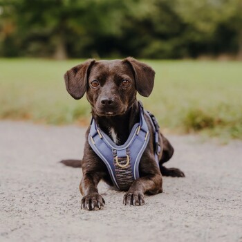 Ein brauner Hund, der ein blaues Geschirr trägt, sitzt auf einem Kiesweg, mit einem grünen Feld, das im Hintergrund verschwommen ist.