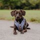 Ein brauner Hund, der ein blaues Geschirr trägt, sitzt auf einem Kiesweg, mit einem grünen Feld, das im Hintergrund verschwommen ist.