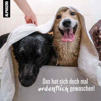Ein schwarzer Labrador und ein nasser Corgi sitzen glücklich in einer Badewanne, bedeckt mit weißen Handtüchern. Text: "Das hat sich doch mal ordentlich gewaschen!"