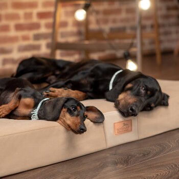 Zwei entspannte Dobermann-Hunde liegen auf einem beigen Haustierbett, wobei einer seinen Kopf auf den anderen legt.