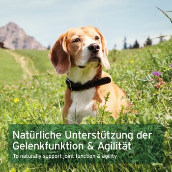 Beagle mit Halsband im Freien; Einblendung 'Natürliche Unterstützung der Gelenkfunktion & Agilität' (Engl.: Unterstützung von Gelenken und Beweglichkeit).