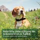 Beagle mit Halsband im Freien; Einblendung 'Natürliche Unterstützung der Gelenkfunktion & Agilität' (Engl.: Unterstützung von Gelenken und Beweglichkeit).